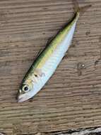 Image of Jack Mackerel