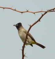 Image of White-eyed Bulbul