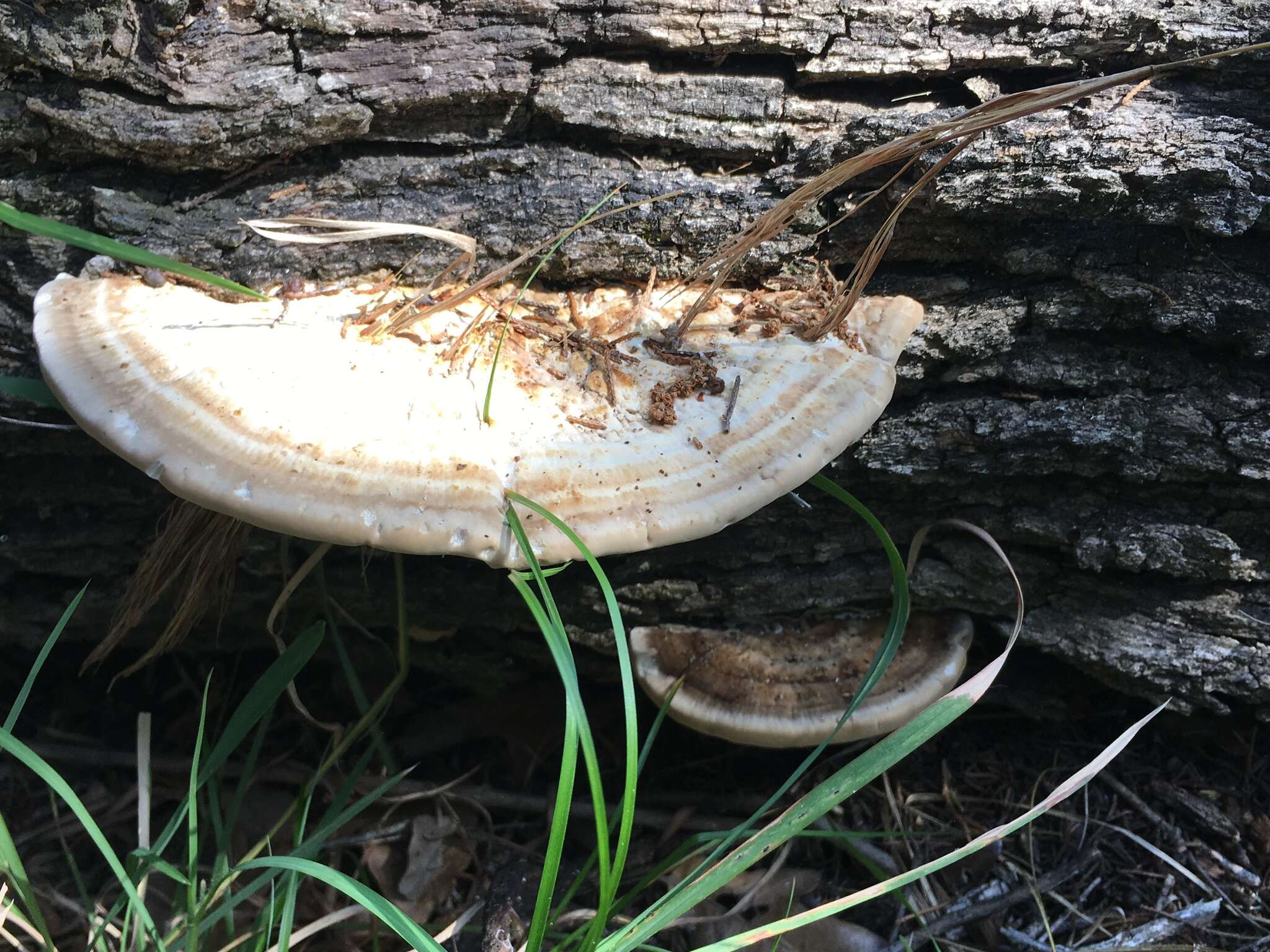 Sivun Trametes cubensis (Mont.) Sacc. 1891 kuva