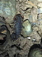 Image of Florida Bark Scorpion