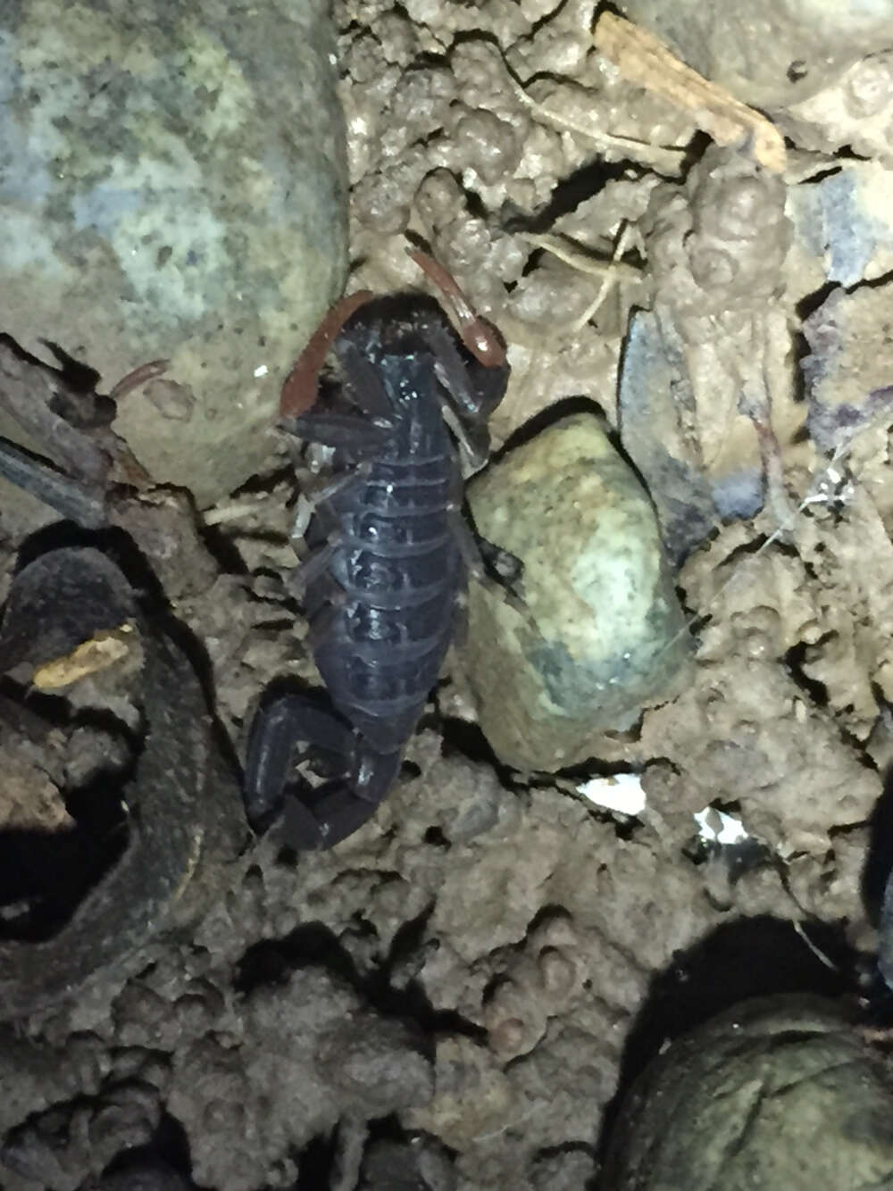 Image of Florida Bark Scorpion