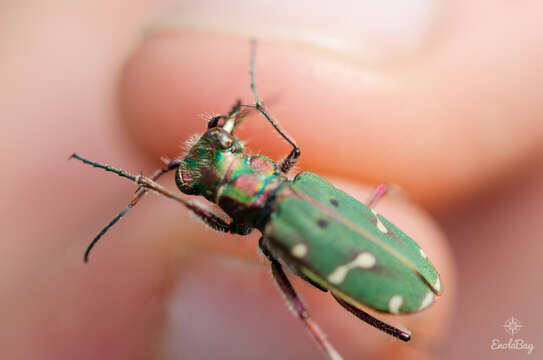 Image of Cicindela (Cicindela) maroccana pseudomaroccana Roeschke 1891