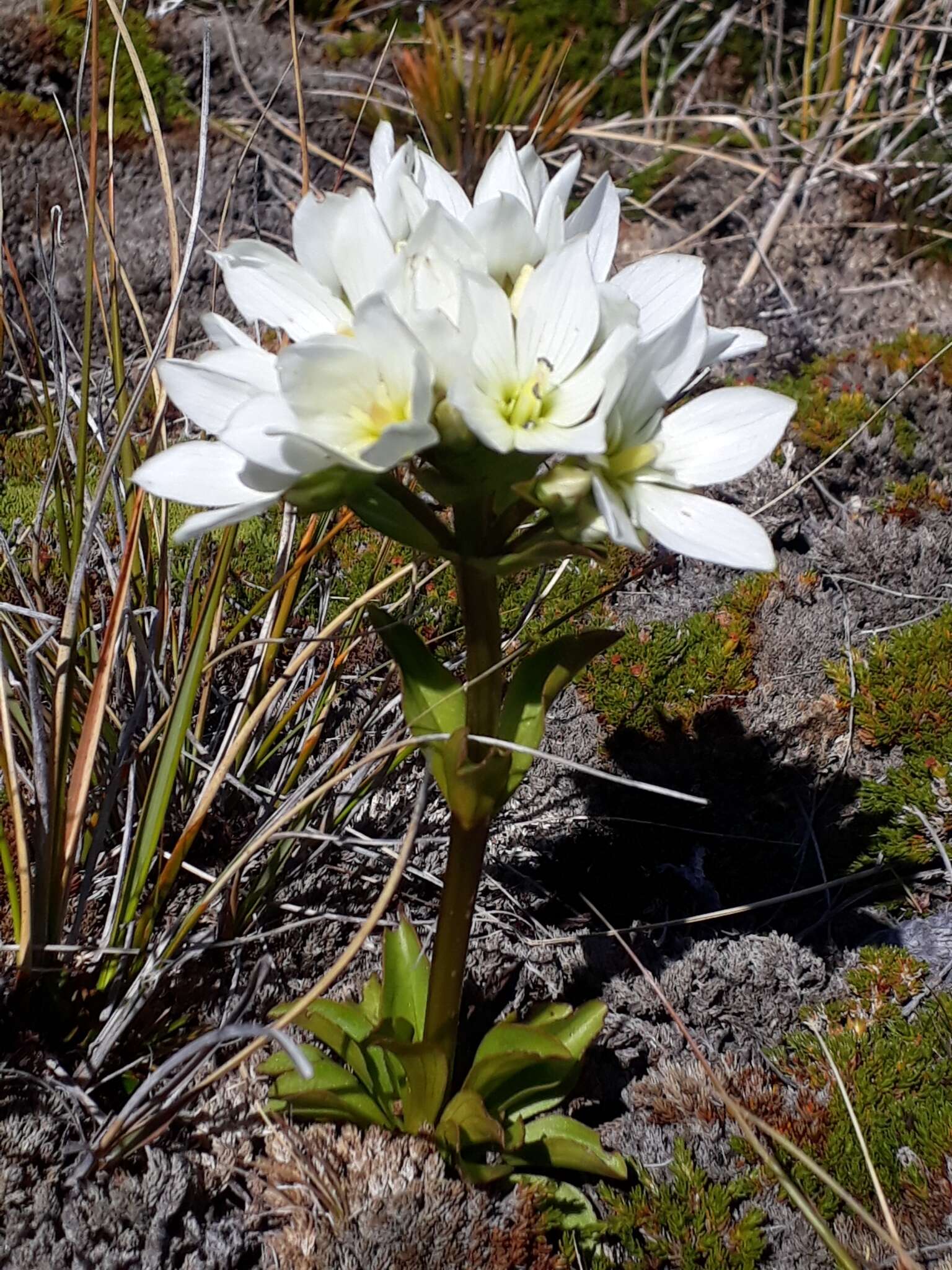 Image of Gentianella corymbifera subsp. corymbifera