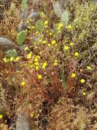 Image of leafy desertdandelion