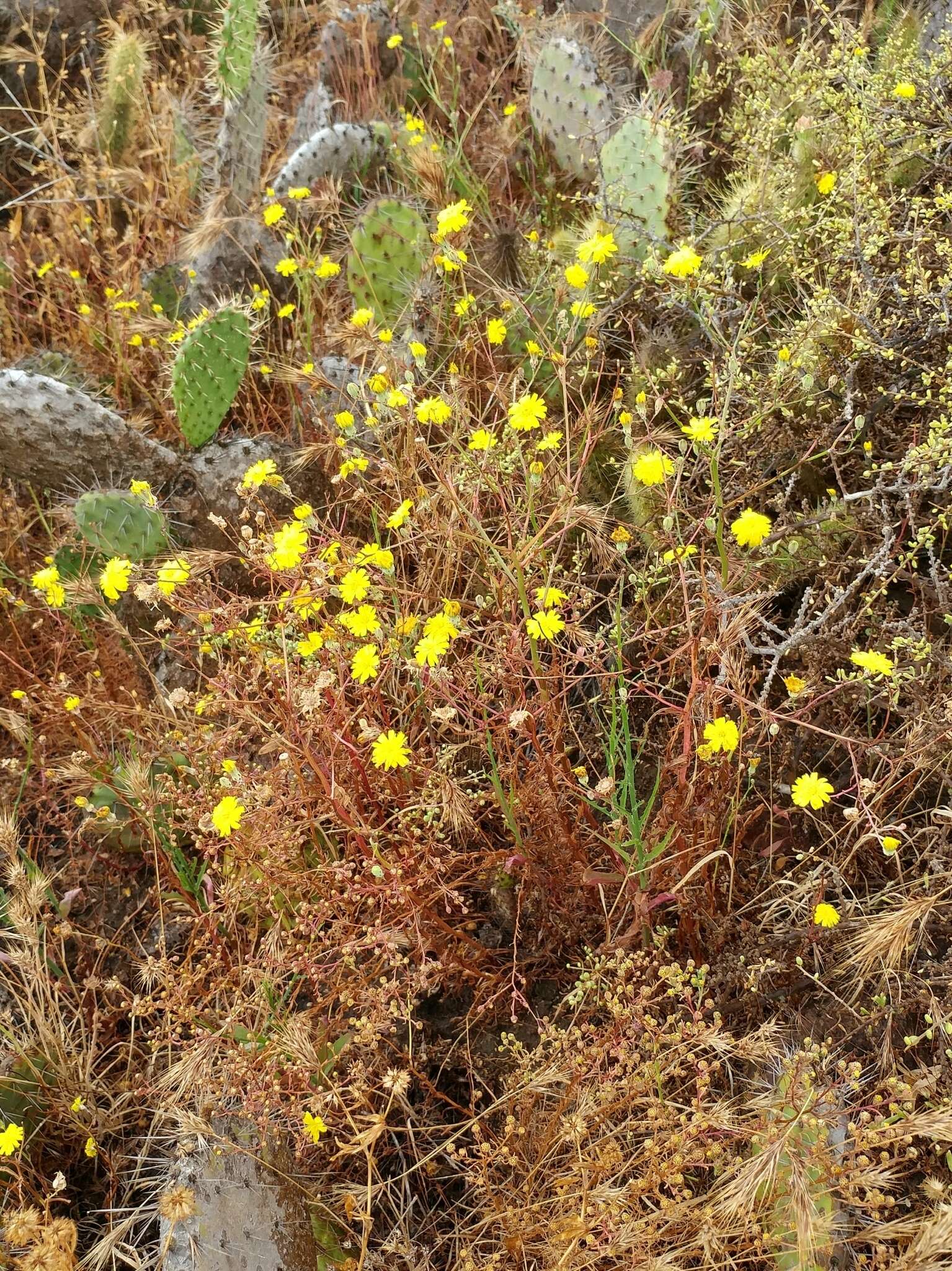 Image of leafy desertdandelion