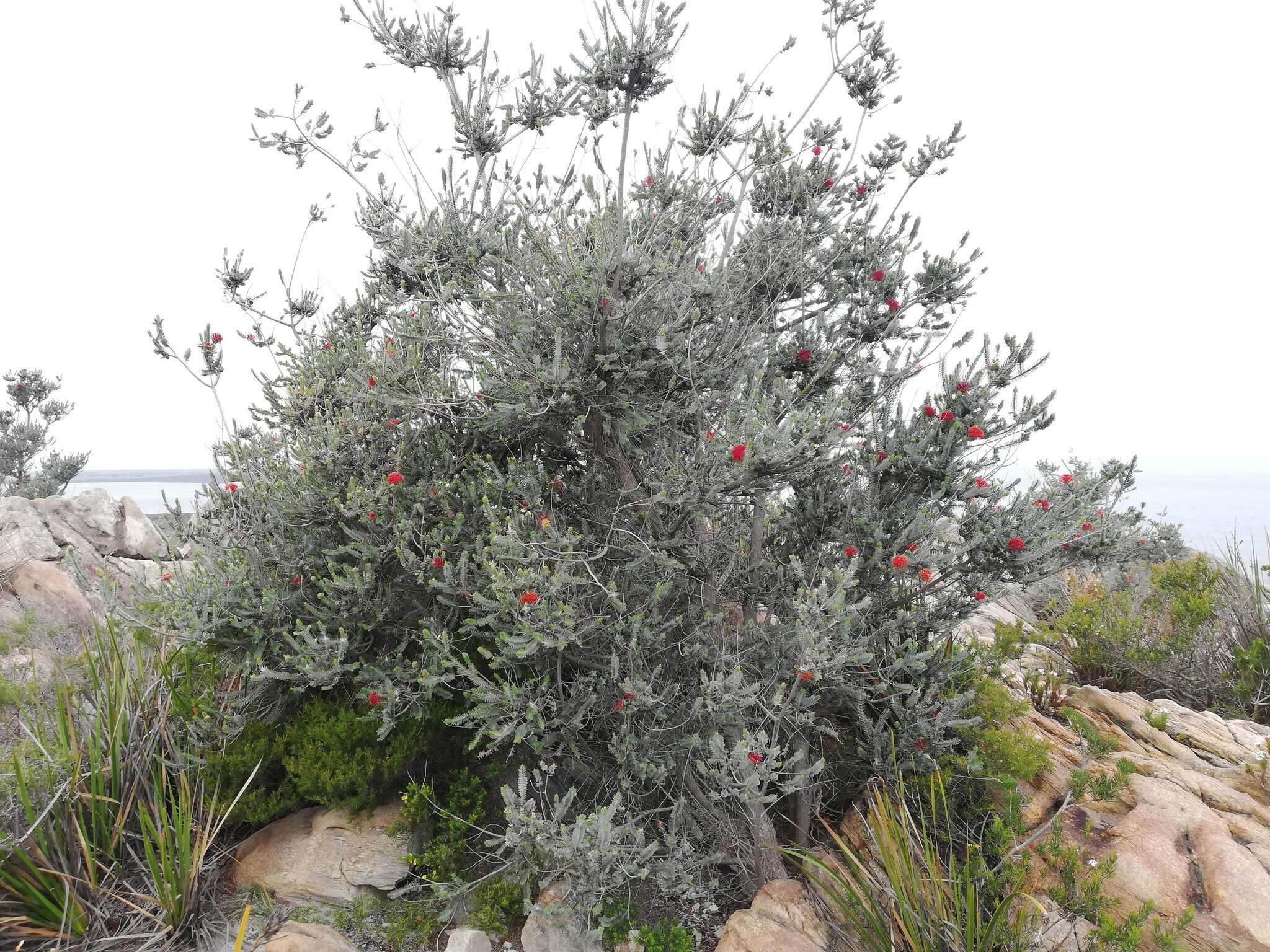 Image of Melaleuca velutina (Turcz.) Craven & R. D. Edwards