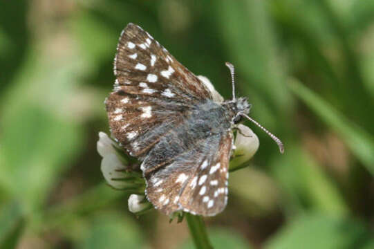 Image of Pyrgus melotis Duponchel 1832