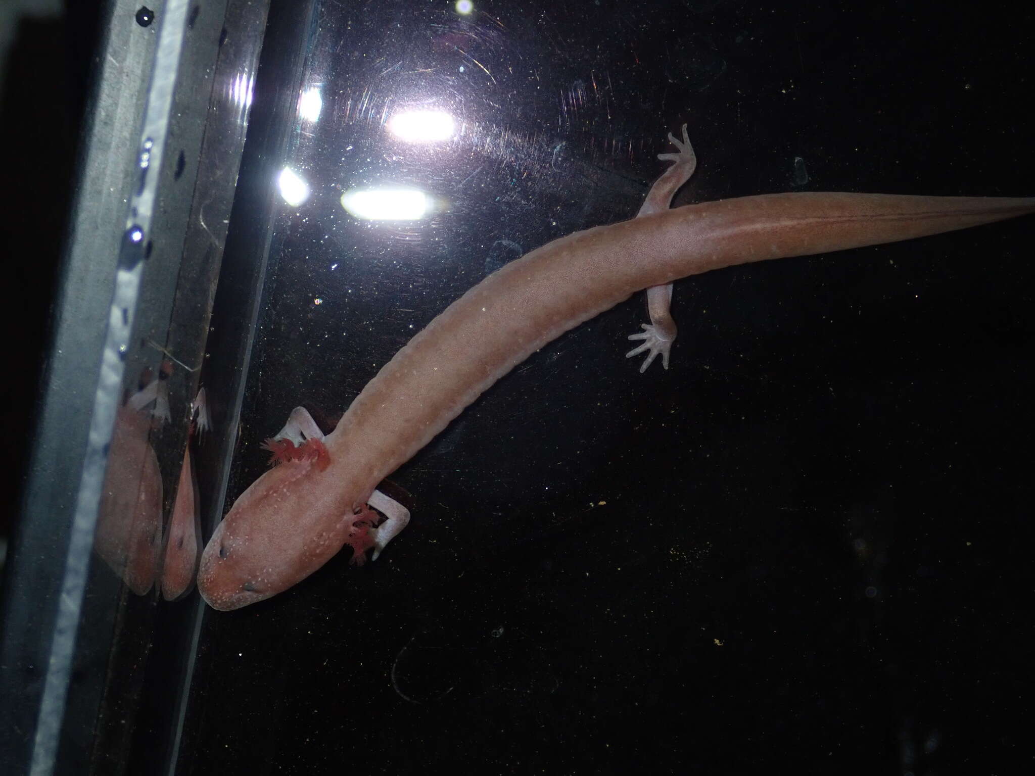 Image of Tennessee Cave Salamander