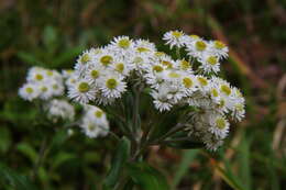 Image of <i>Anaphalioides trinervis</i>