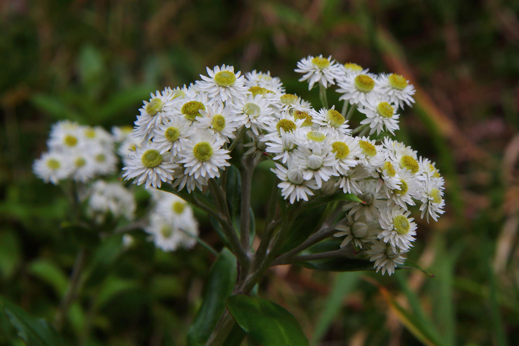 Plancia ëd <i>Anaphalioides trinervis</i>