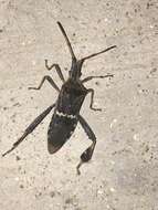 Image of western leaf-footed bug