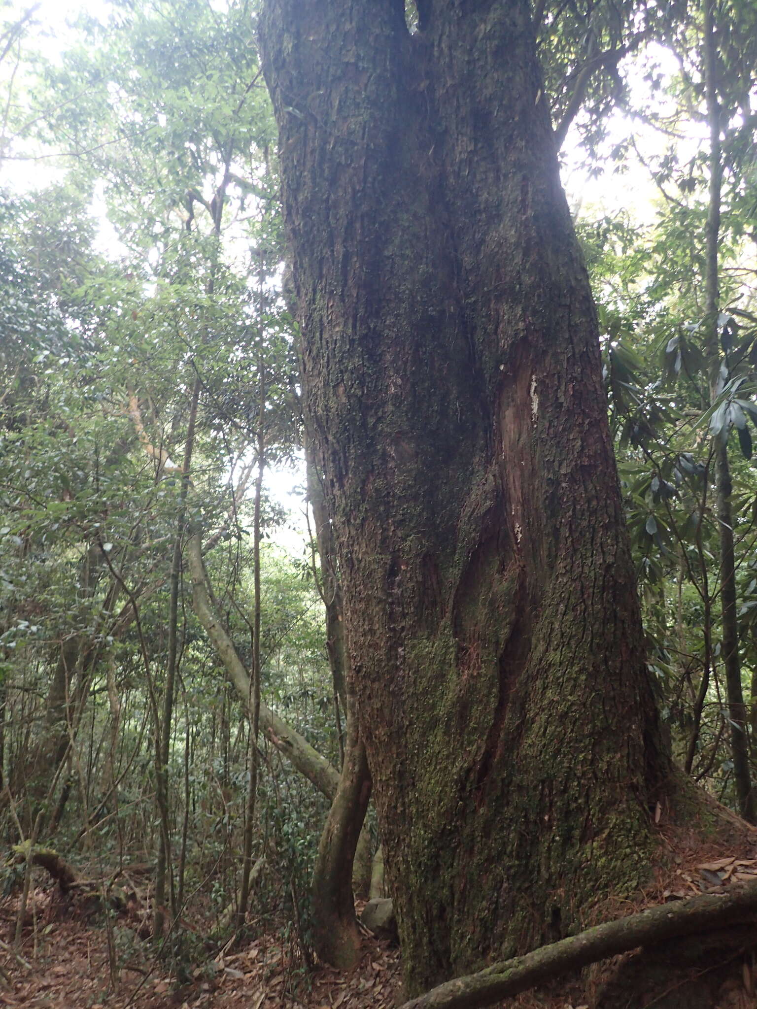Image of Taiwan White Pine