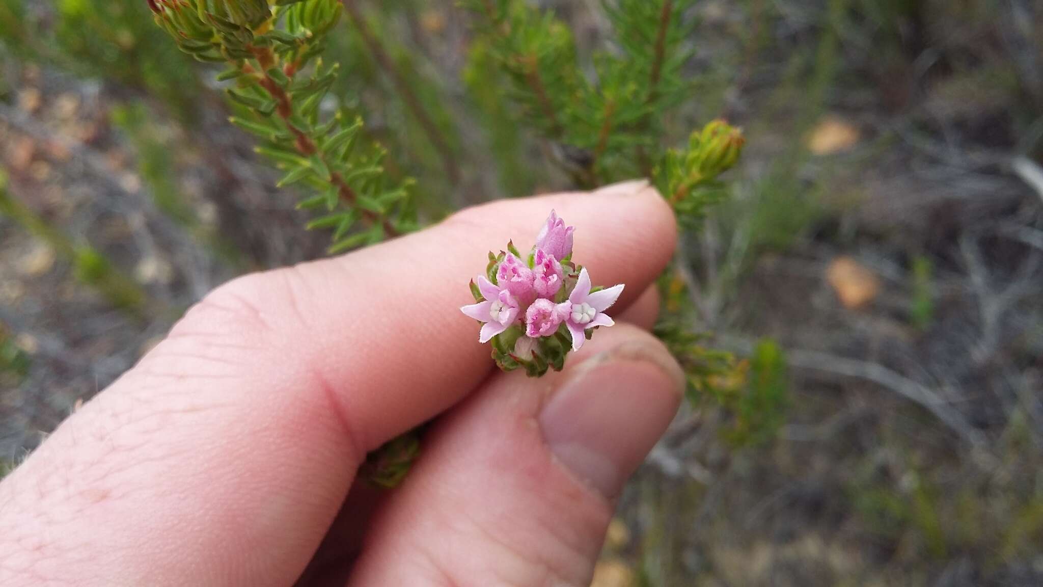 Image of Phylica lachneaeoides Pillans