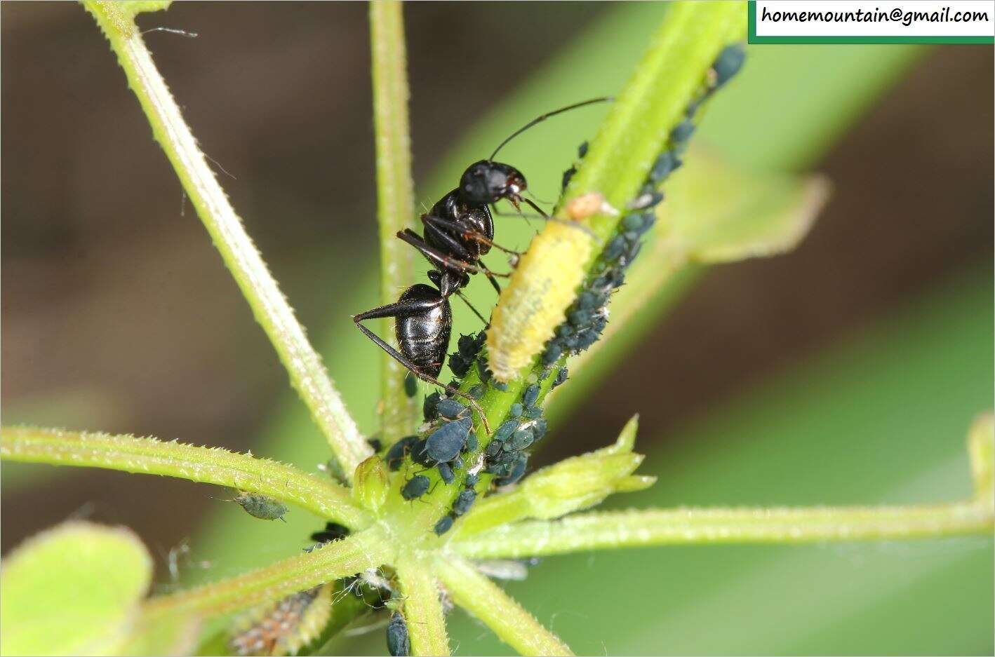 Image of Camponotus japonicus Mayr 1866