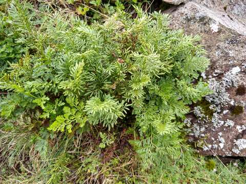 Image of parsley fern