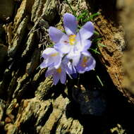 Image de Syringodea longituba subsp. violacea (M. P. de Vos) Goldblatt & J. C. Manning