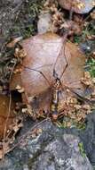 Tipula (Hesperotipula) californica (Doane 1908)的圖片