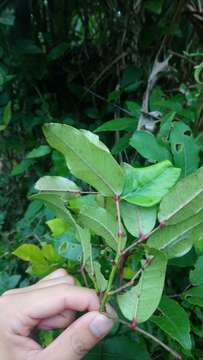 Image of Zanthoxylum nitidum (Roxb.) DC.