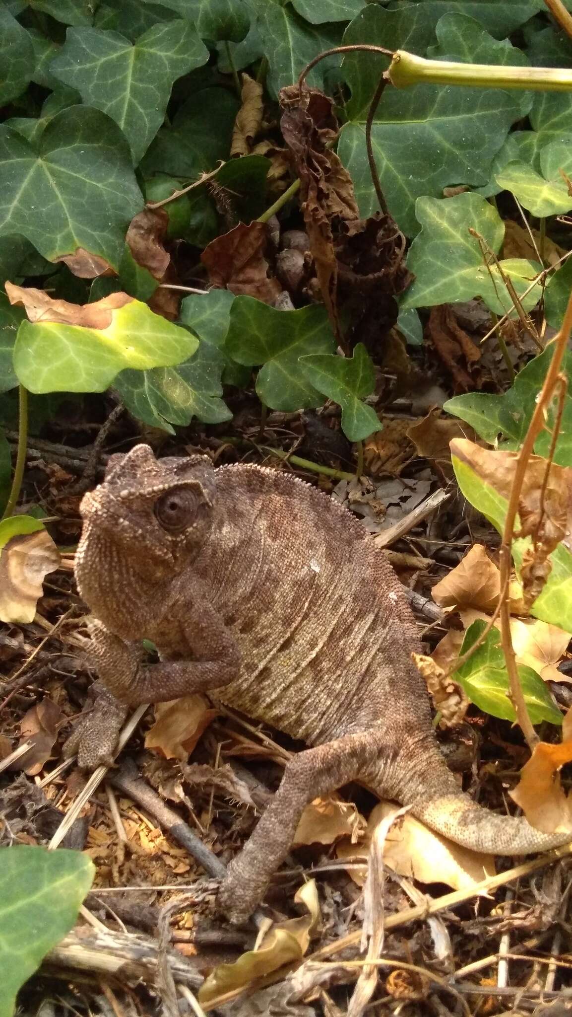 Image de Chamaeleo chamaeleon recticrista Boettger 1880