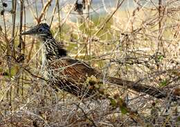 Image of Lesser Roadrunner