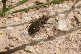 Image of Cicindela (Cicindela) maroccana Fabricius 1801