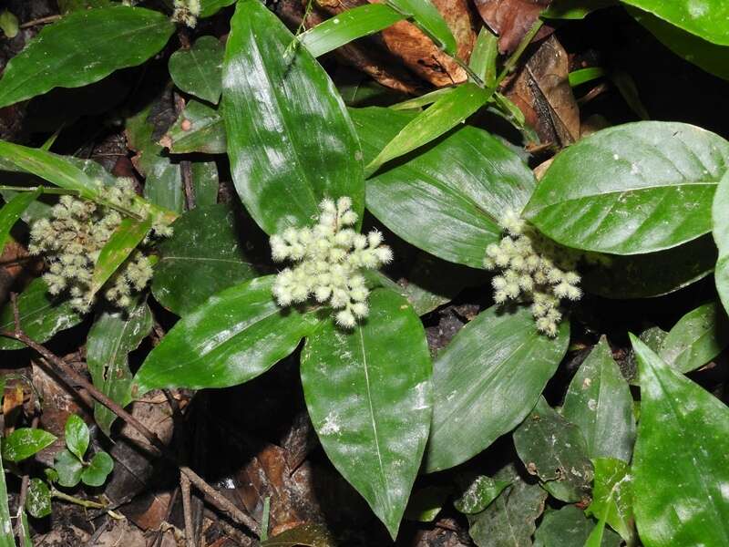 Image de Floscopa peruviana Hassk. ex C. B. Clarke