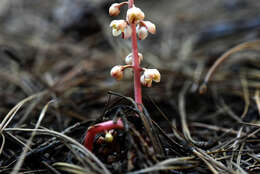 Image of whiteveined wintergreen