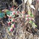 Image of Echeveria pistioides I. García, I. Torres & Costea