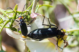 Image of Red-eared Blister Beetle
