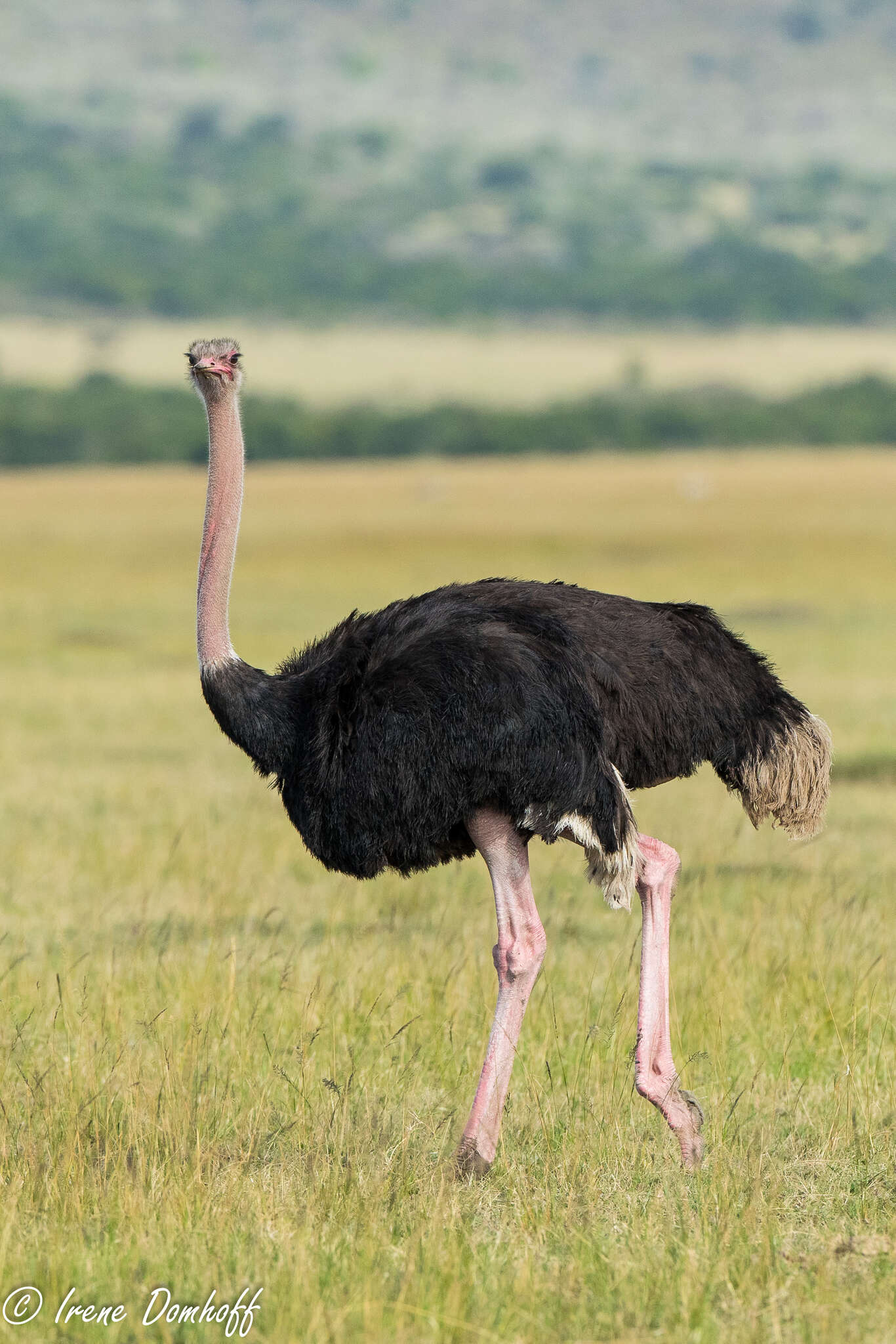 Image of Masai ostrich