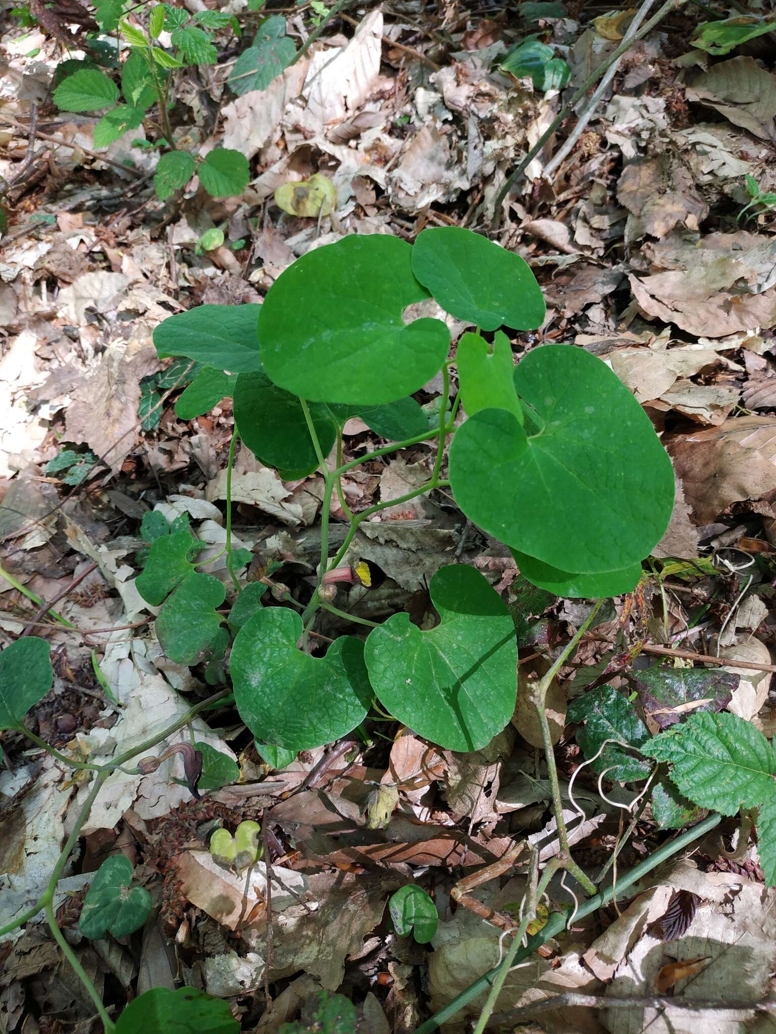 Image of Aristolochia steupii Woronow