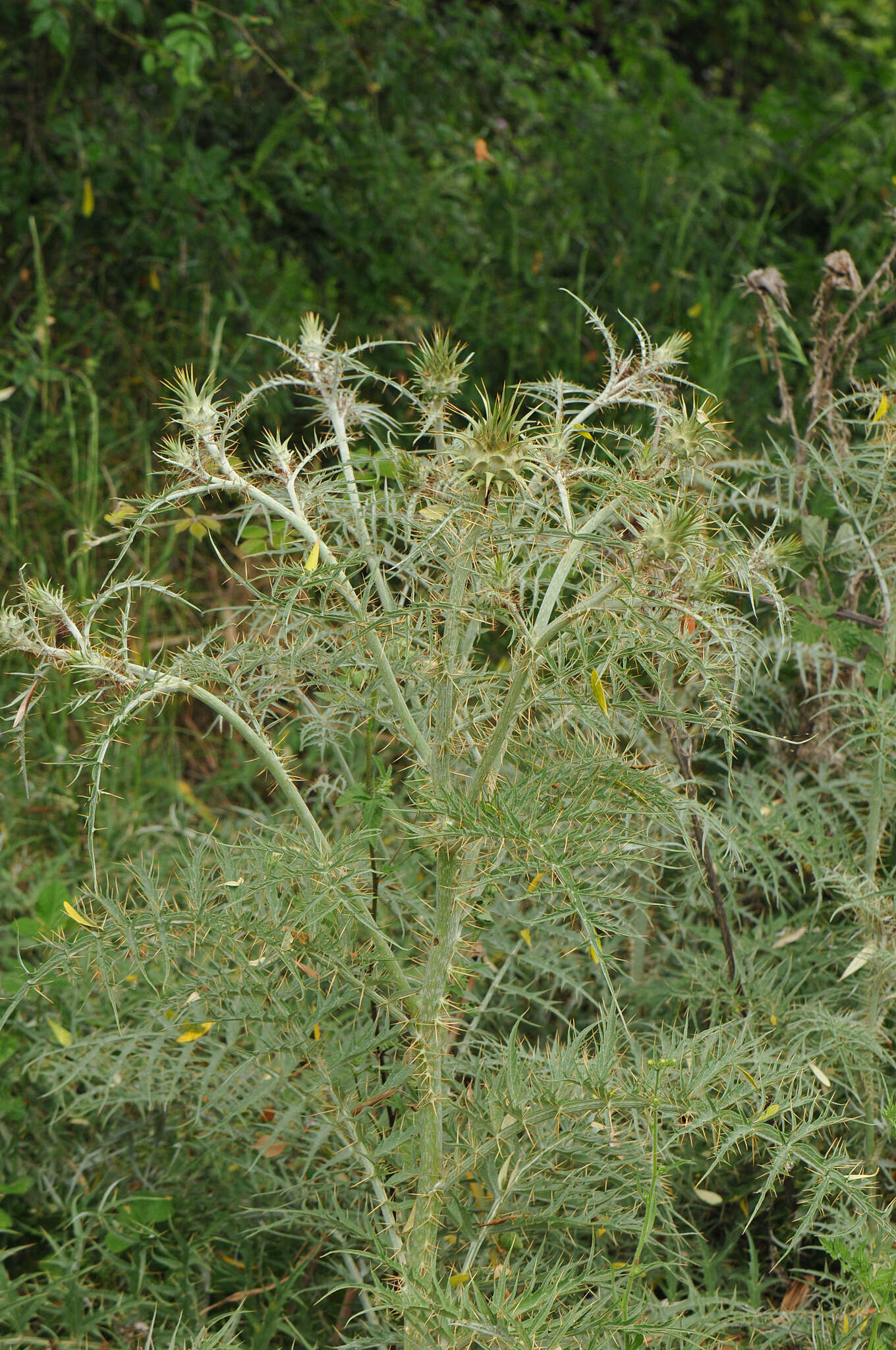 Cynara cornigera Lindl.的圖片