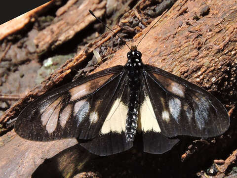 Image of Acraea parrhasia Fabricius 1793