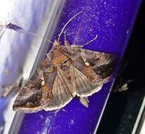 Image de Autographa precationis Guenée 1852