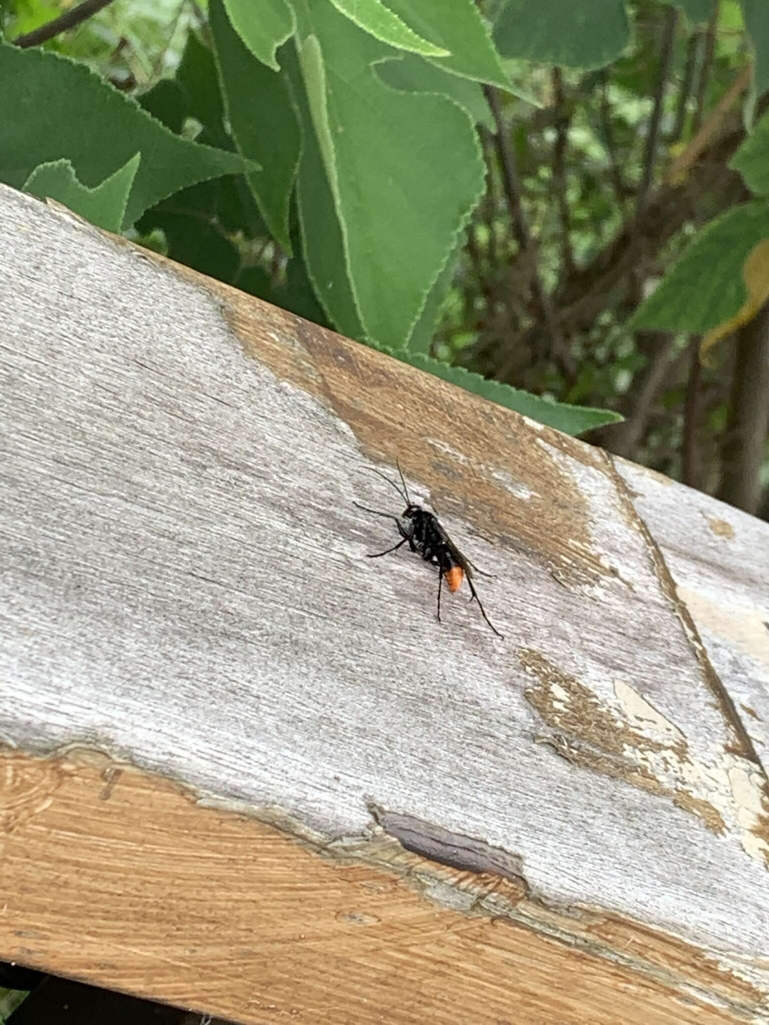 Image of Spider wasp