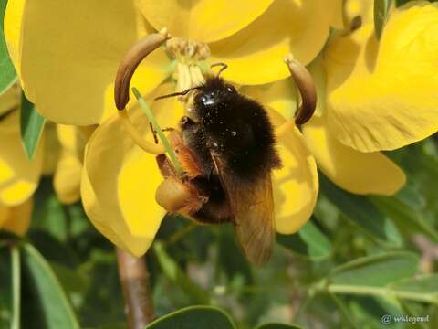 Image of Bombus eximius Smith 1852