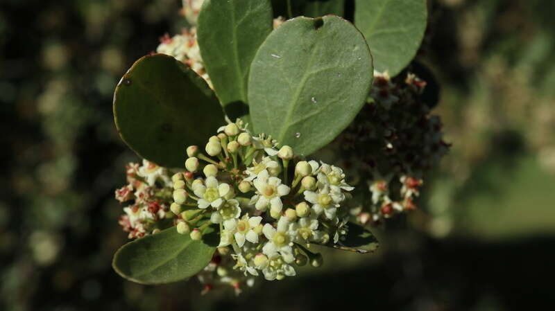 Image of Common Spike Thorn