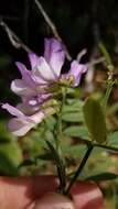 Imagem de Lathyrus jepsonii subsp. californicus (S. Watson) C. L. Hitchc.