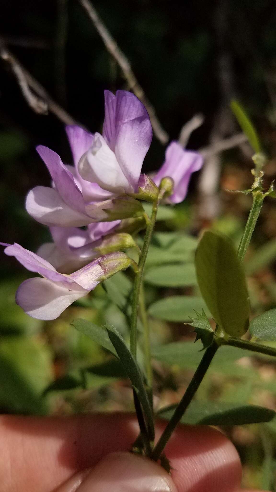 Sivun Lathyrus jepsonii subsp. californicus (S. Watson) C. L. Hitchc. kuva