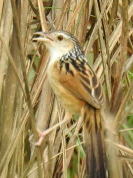 Image of Graminicola Jerdon 1863