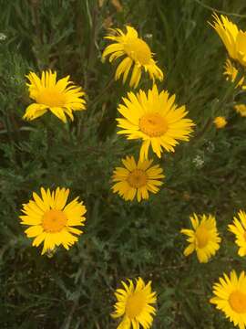 Image of corndaisy