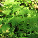 Image of Acer pictum subsp. mayrii (Schwer.) H. Ohashi