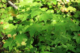 Image of Acer pictum subsp. mayrii (Schwer.) H. Ohashi