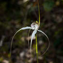 Imagem de Caladenia splendens Hopper & A. P. Br.