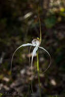 Image of Caladenia splendens Hopper & A. P. Br.