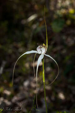 Image of Caladenia splendens Hopper & A. P. Br.