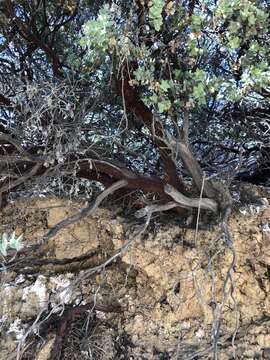 Слика од Arctostaphylos luciana P. V. Wells