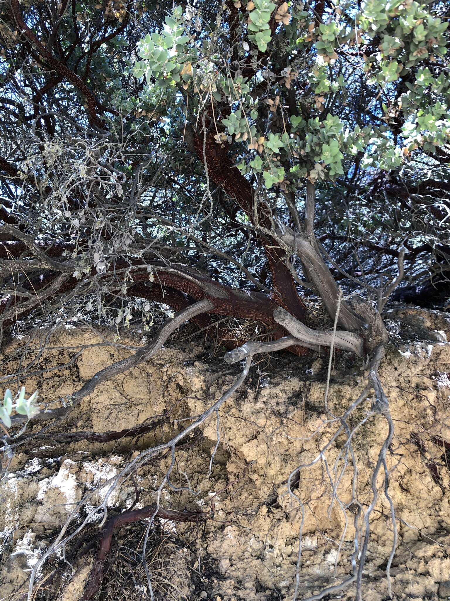 Imagem de Arctostaphylos luciana P. V. Wells