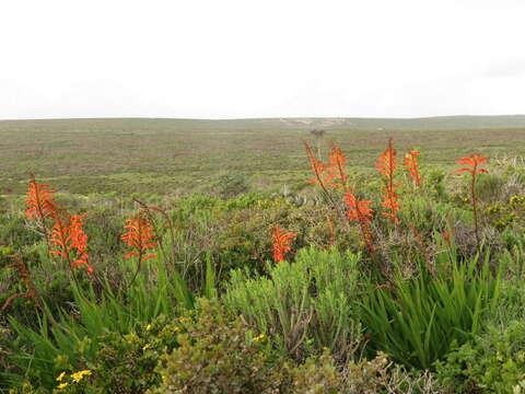 Plancia ëd Chasmanthe floribunda (Salisb.) N. E. Br.