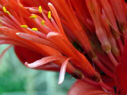 Imagem de Haemanthus sanguineus Jacq.